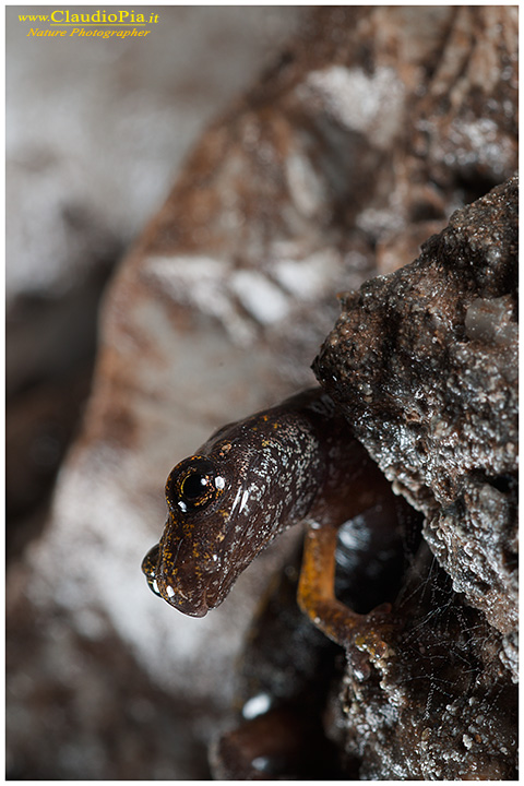 speleomantes strinatii, geotritone, val graveglia, miniera